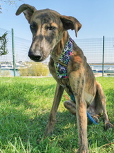 JUNO, Hund, Galgo Español-Mix in Spanien - Bild 6