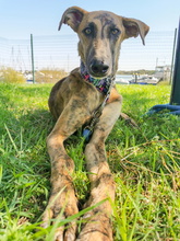 JUNO, Hund, Galgo Español-Mix in Spanien - Bild 7