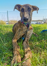 JUNO, Hund, Galgo Español-Mix in Spanien - Bild 8