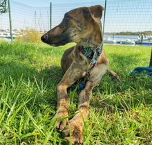 JUNO, Hund, Galgo Español-Mix in Spanien - Bild 9