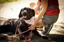 ZAJRA, Hund, Mischlingshund in Slowakische Republik - Bild 4