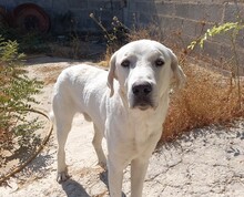 CARSTEN, Hund, Herdenschutzhund-Mix in Freudenberg - Bild 1