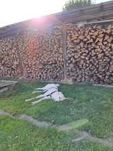 CARSTEN, Hund, Herdenschutzhund-Mix in Freudenberg - Bild 17