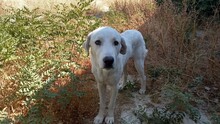 CARSTEN, Hund, Herdenschutzhund-Mix in Freudenberg - Bild 4