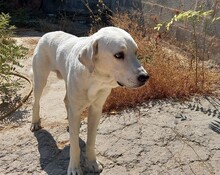 CARSTEN, Hund, Herdenschutzhund-Mix in Freudenberg - Bild 7