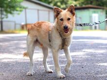 ROYROY, Hund, Terrier-Mix in Ungarn