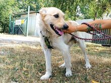 ROYROY, Hund, Terrier-Mix in Ungarn - Bild 12