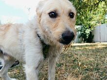 ROYROY, Hund, Terrier-Mix in Ungarn - Bild 15