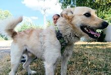 ROYROY, Hund, Terrier-Mix in Ungarn - Bild 16