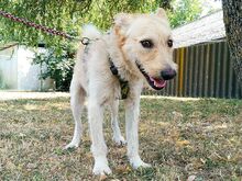 ROYROY, Hund, Terrier-Mix in Ungarn - Bild 17