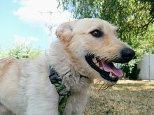 ROYROY, Hund, Terrier-Mix in Ungarn - Bild 19