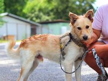 ROYROY, Hund, Terrier-Mix in Ungarn - Bild 2