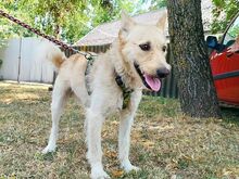 ROYROY, Hund, Terrier-Mix in Ungarn - Bild 20