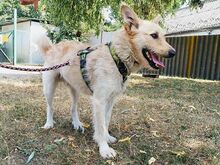 ROYROY, Hund, Terrier-Mix in Ungarn - Bild 21