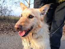 ROYROY, Hund, Terrier-Mix in Ungarn - Bild 22