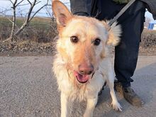 ROYROY, Hund, Terrier-Mix in Ungarn - Bild 23