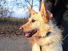 ROYROY, Hund, Terrier-Mix in Ungarn - Bild 24