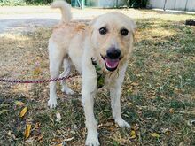 ROYROY, Hund, Terrier-Mix in Ungarn - Bild 25