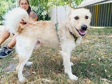 ROYROY, Hund, Terrier-Mix in Ungarn - Bild 26