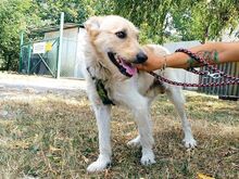 ROYROY, Hund, Terrier-Mix in Ungarn - Bild 27