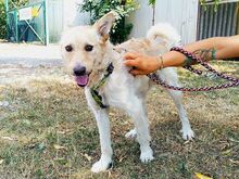 ROYROY, Hund, Terrier-Mix in Ungarn - Bild 28