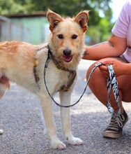 ROYROY, Hund, Terrier-Mix in Ungarn - Bild 3