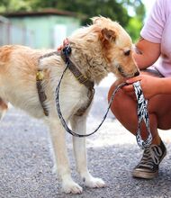 ROYROY, Hund, Terrier-Mix in Ungarn - Bild 4