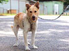 ROYROY, Hund, Terrier-Mix in Ungarn - Bild 5