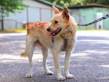 ROYROY, Hund, Terrier-Mix in Ungarn - Bild 6