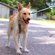 ROYROY, Hund, Terrier-Mix in Ungarn - Bild 7