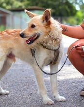 ROYROY, Hund, Terrier-Mix in Ungarn - Bild 8