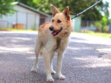 ROYROY, Hund, Terrier-Mix in Ungarn - Bild 9