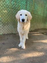 SHADOW, Hund, Maremmano-Mix in Meerbusch - Bild 10