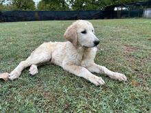 SHADOW, Hund, Maremmano-Mix in Meerbusch - Bild 12