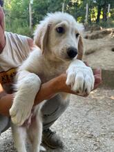 SHADOW, Hund, Maremmano-Mix in Meerbusch - Bild 16