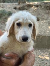 SHADOW, Hund, Maremmano-Mix in Meerbusch - Bild 20