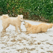 SHADOW, Hund, Maremmano-Mix in Meerbusch - Bild 5