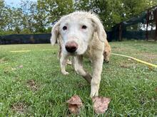 STARDUST, Hund, Maremmano-Mix in Meerbusch - Bild 15