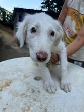 STARDUST, Hund, Maremmano-Mix in Meerbusch - Bild 22