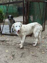 STARDUST, Hund, Maremmano-Mix in Meerbusch - Bild 29