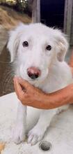 STARDUST, Hund, Maremmano-Mix in Meerbusch - Bild 30