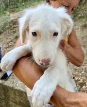 STARDUST, Hund, Maremmano-Mix in Meerbusch - Bild 31
