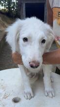STARDUST, Hund, Maremmano-Mix in Meerbusch - Bild 32