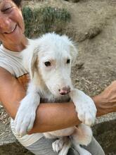 STARDUST, Hund, Maremmano-Mix in Meerbusch - Bild 33