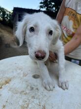 STARDUST, Hund, Maremmano-Mix in Meerbusch - Bild 34