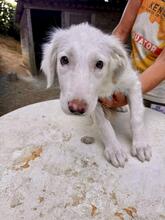 STARDUST, Hund, Maremmano-Mix in Meerbusch - Bild 35