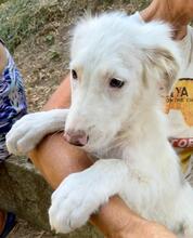 STARDUST, Hund, Maremmano-Mix in Meerbusch - Bild 36