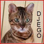 DJEGO, Katze, Bengal Cat in Hirzenhain