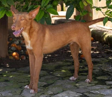 ZUCKER, Hund, Podenco Andaluz in Wahlstedt - Bild 10