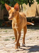 ZUCKER, Hund, Podenco Andaluz in Wahlstedt - Bild 11